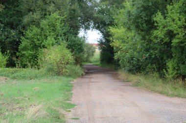 Güzel ormanı olan bir yol.