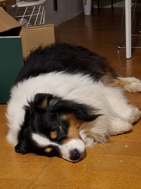 Yerde yatan sevimli köpek.