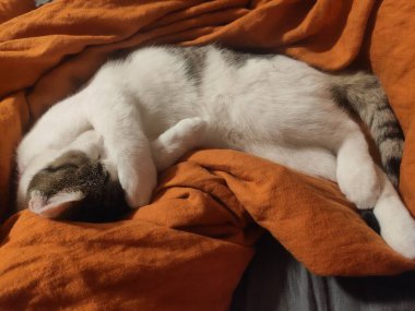 Yatakta uyuyan sevimli kedi.