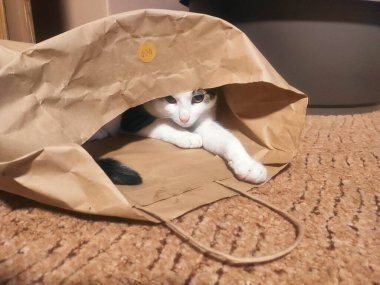 Ahşap bir evin arka planında çantası olan bir kedi.