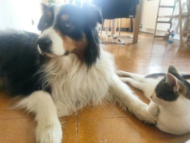 dog and cat lying on the floor