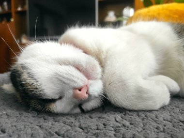 Yerde yatan sevimli kedi.