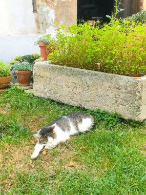 Kedi yerde oturuyor.