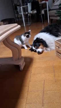 Köpek yerde oyuncakla oynuyor.