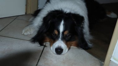 Parktaki köpek Avustralya çoban köpeği.