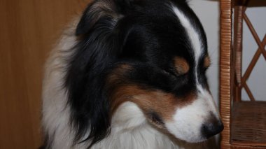 Parktaki köpek Avustralya çoban köpeği.