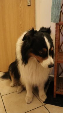 Parktaki köpek Avustralya çoban köpeği.