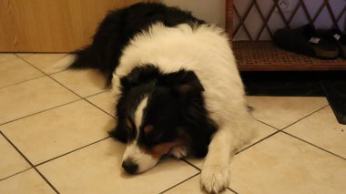 Parktaki köpek Avustralya çoban köpeği.