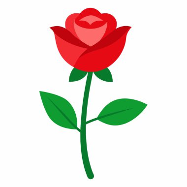 Beyaz arkaplanda izole kırmızı gül çiçeği