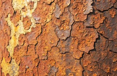 ağaç kabuğu dokusu arkaplanı