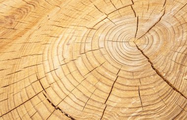 ağaç kütüğü kesme arkaplanı.