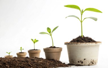 Beyaz ahşap masadaki saksılarda genç fidanlar yetişiyor.