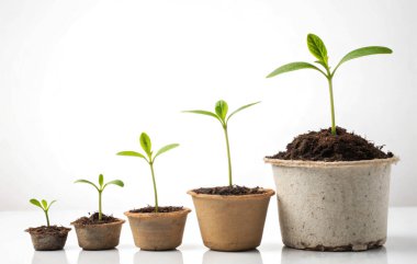 Genç yeşil fideler beyaz arka planda toprakta, üst manzara. Metin için boşluk. Bahçe işleri.