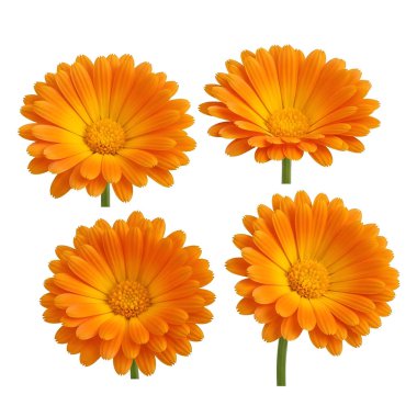 Beyaz arka planda izole edilmiş turuncu papatya çiçekleri.