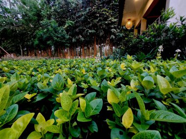 Serene Oasis: Cava Bahçesi Restoranında Gece Çiçekleri Açtı