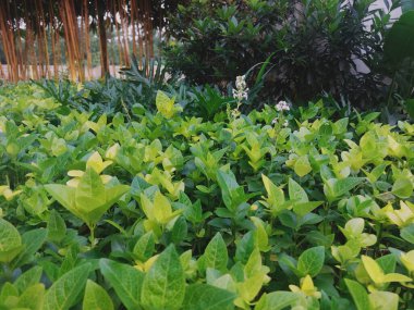 Serene Oasis: Cava Bahçesi Restoranında Gece Çiçekleri Açtı