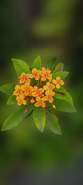 stock image Jungle Geranium (Epidendrum radicans) is an ornamental orchid with clusters of small, vibrant flowers in colors like red, orange, or yellow. Ideal for hanging pots or walls, it thrives in bright light and warm temperatures.