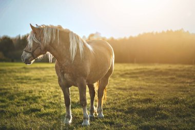 Akşam gökkuşağında gökkuşağı