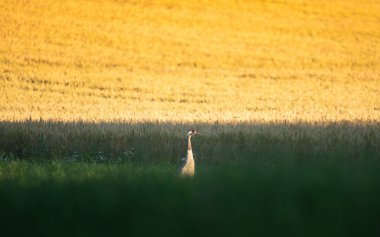 Tek başına duran sıradan bir vinç. Başka bir vinç çağırıyordu. Göç için hazırlanma zamanı. Yakında geliyor.. 