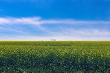 green field with a blue sky, sky, field, plantings, rapeseed, beauty clipart