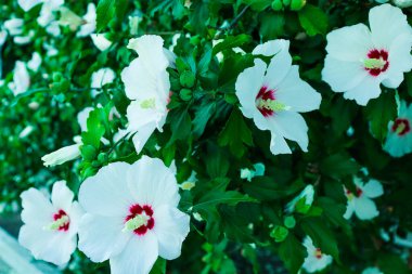 Bahçedeki güzel beyaz çiçekler