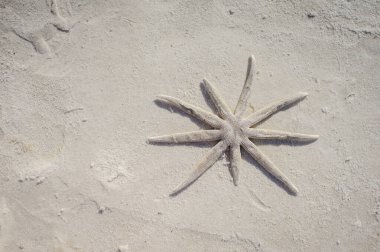 Güneşli kumun üzerinde dinlenen deniz yıldızının sakin güzelliği sakin plaj günlerinin özünü temsil ediyor. Ticari reklam için kum arkaplanı ve metin için boşluk