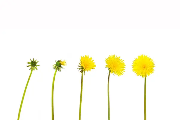 stock image Evolution concept, phases of dandelion growing to blossoming, white paper background.