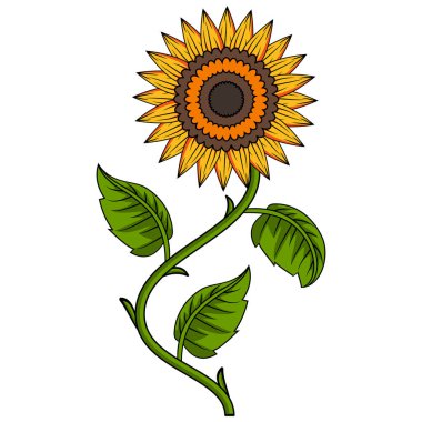 Sunflower Illustration With Outline