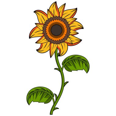 Sunflower Illustration With Outline
