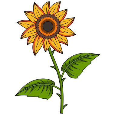 Sunflower Illustration With Outline