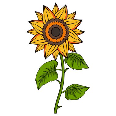 Sunflower Illustration With Outline
