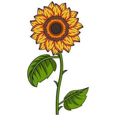 Sunflower Illustration With Outline