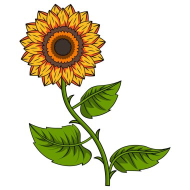 Sunflower Illustration With Outline