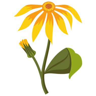 Dağ Arnica Çiçeği İllüstrasyonu