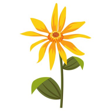 Dağ Arnica Çiçeği İllüstrasyonu