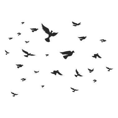 Kuş Resimleri Sürüsü