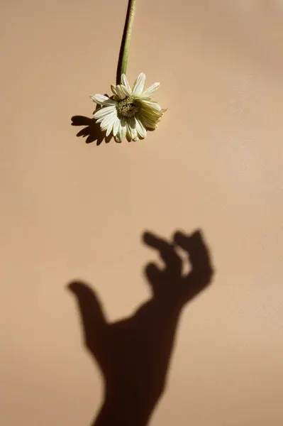 stock image Series shadow of a hand with an index finger on a beige background. Aggressive pose towards the flower. Manifestation of abuse, bullying