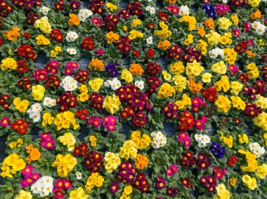 A carpet of many multi-colored primrose flowers, growing and sold in a greenhouse. Greenhouse farming. Selective focus