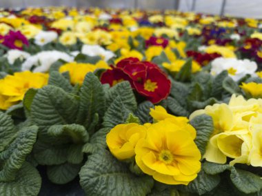 A carpet of many multi-colored primrose flowers, growing and sold in a greenhouse. Greenhouse farming. Selective focus