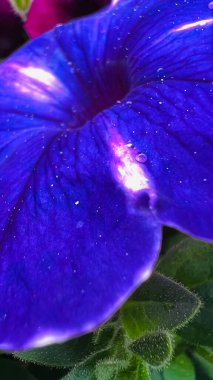 Canlı, mavi bir petunya çiçeğinin büyüleyici bir yakın çekimi.. 