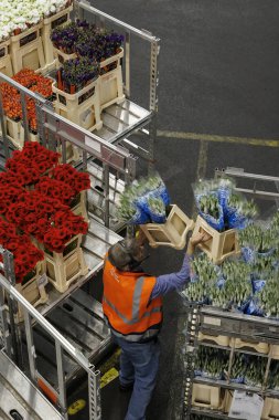 AALSMEER, NETHERLANDS - 06 Eylül 2022. Aalsmeer Çiçek Müzayedesi dünyanın en büyük çiçek açık artırmasıdır; burada her gün yaklaşık 20 milyon çiçek satılır.. 