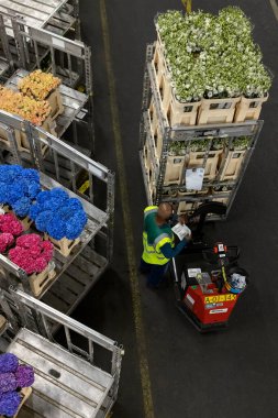 AALSMEER, NETHERLANDS - 06 Eylül 2022. Aalsmeer Çiçek Müzayedesi dünyanın en büyük çiçek açık artırmasıdır; burada her gün yaklaşık 20 milyon çiçek satılır.. 