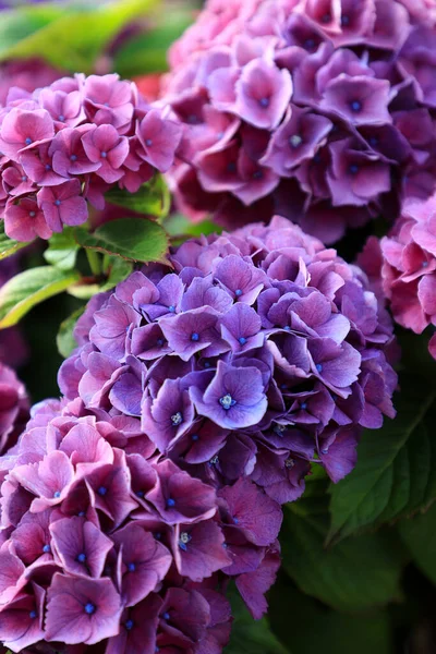 美しいヴァイオレットとピンクのハイドレンジアまたはホルトシアの花が近づいています ブルーミングハイドレンジアマクロフィラーブッシュ 芸術的な自然の背景 あなたのデザインのための春に咲く花 — ストック写真
