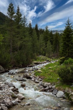 Yeşil çam ağacıyla kaplı bir orman ortamı. Pirin dağları, Bansko