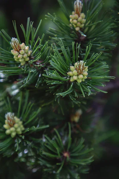 stock image Pine tree close-up of needles and branches natural compositionne tree close-up of needles and branches