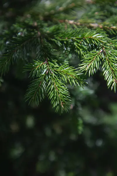 Kiefer Nahaufnahme Von Nadeln Und Ästen Natürliche Zusammensetzung Baum Nahaufnahme Stockfoto