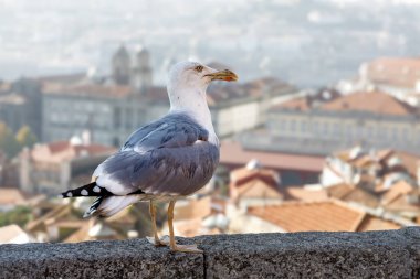 Portekiz 'in Porto şehrinin arka planında oturan martı.