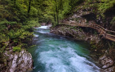 River in green forest in Canyon Vintgar, Triglav - Slovenya, Alpler