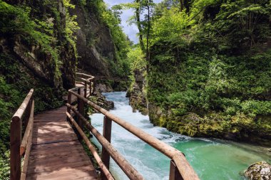 River in green forest in Canyon Vintgar, Triglav - Slovenya, Alpler