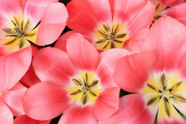 Parktaki güneşli bir günde Hollanda Hollanda tarlasında çok güzel pembe laleler..